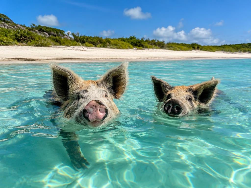 Pigs swimming in clear turquoise water